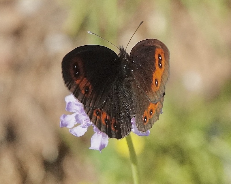 Chapman's ringlet